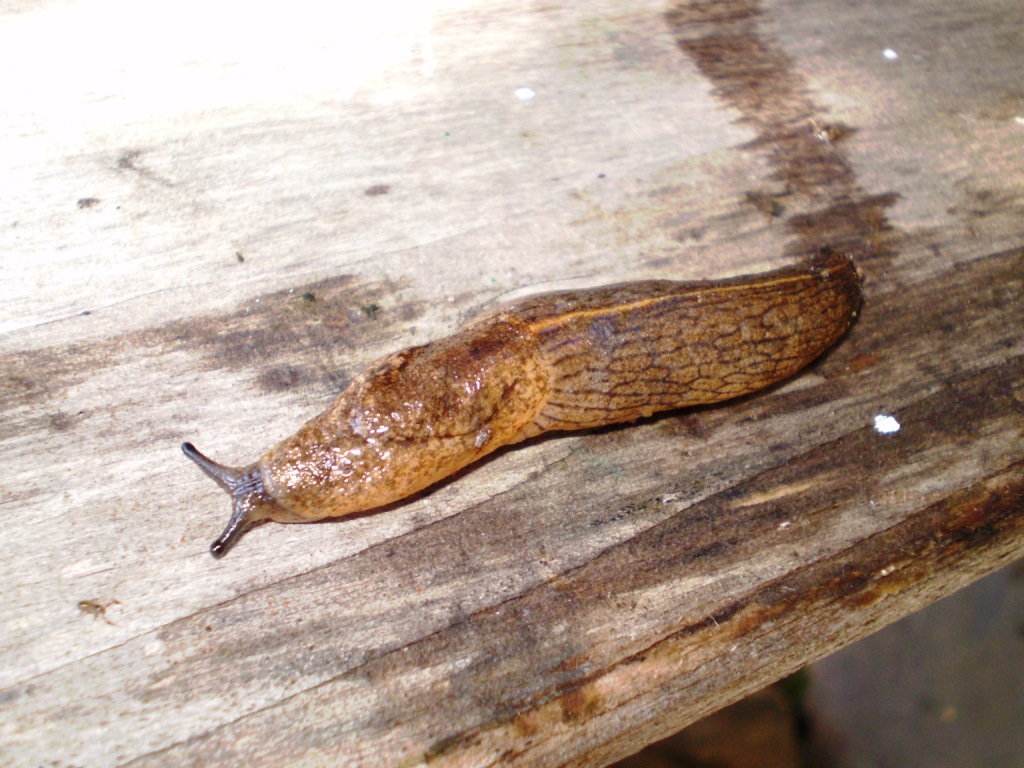 limax  (..?..) da identificare